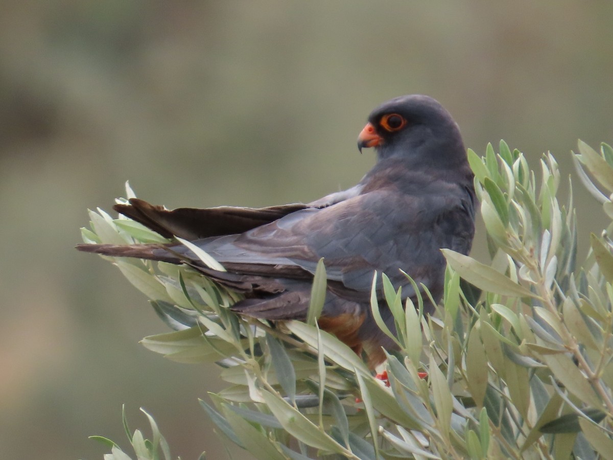 Red-footed Falcon - ML643342827