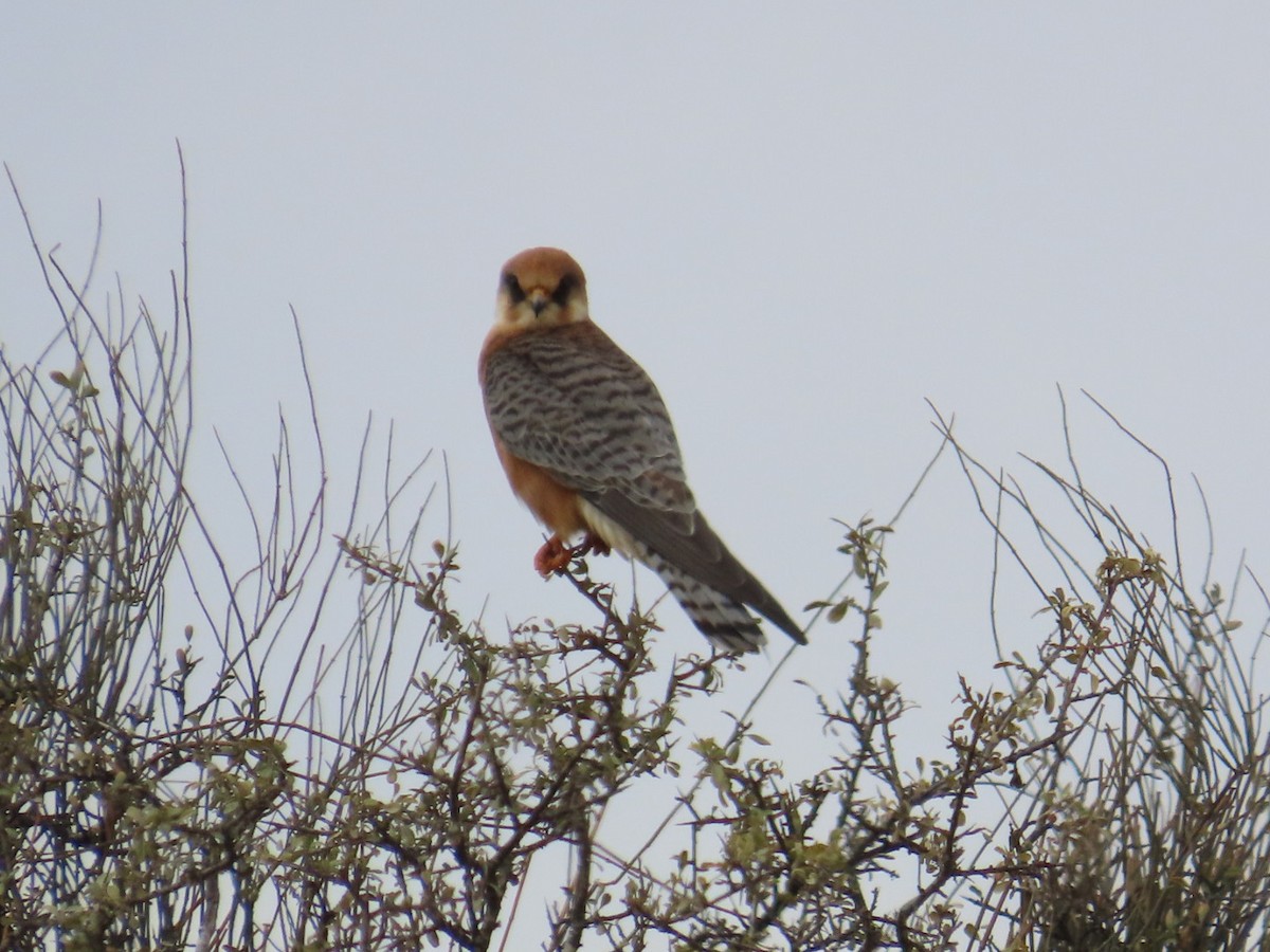 Red-footed Falcon - ML643342828