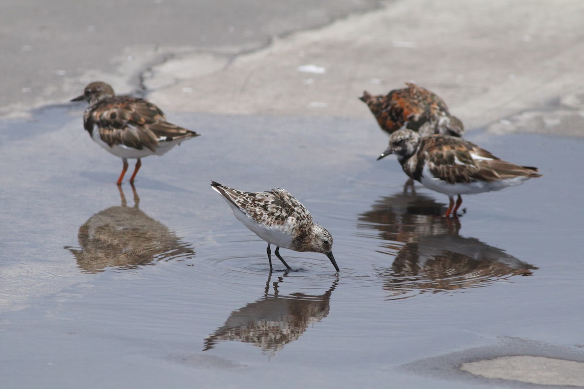 Sanderling - ML643342829