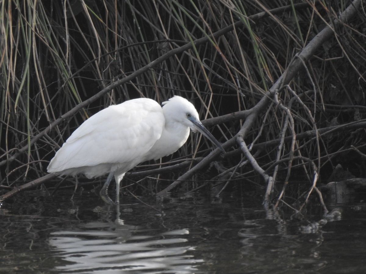 Little Egret - ML643342834