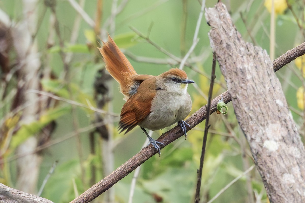 Yellow-chinned Spinetail - ML643342836