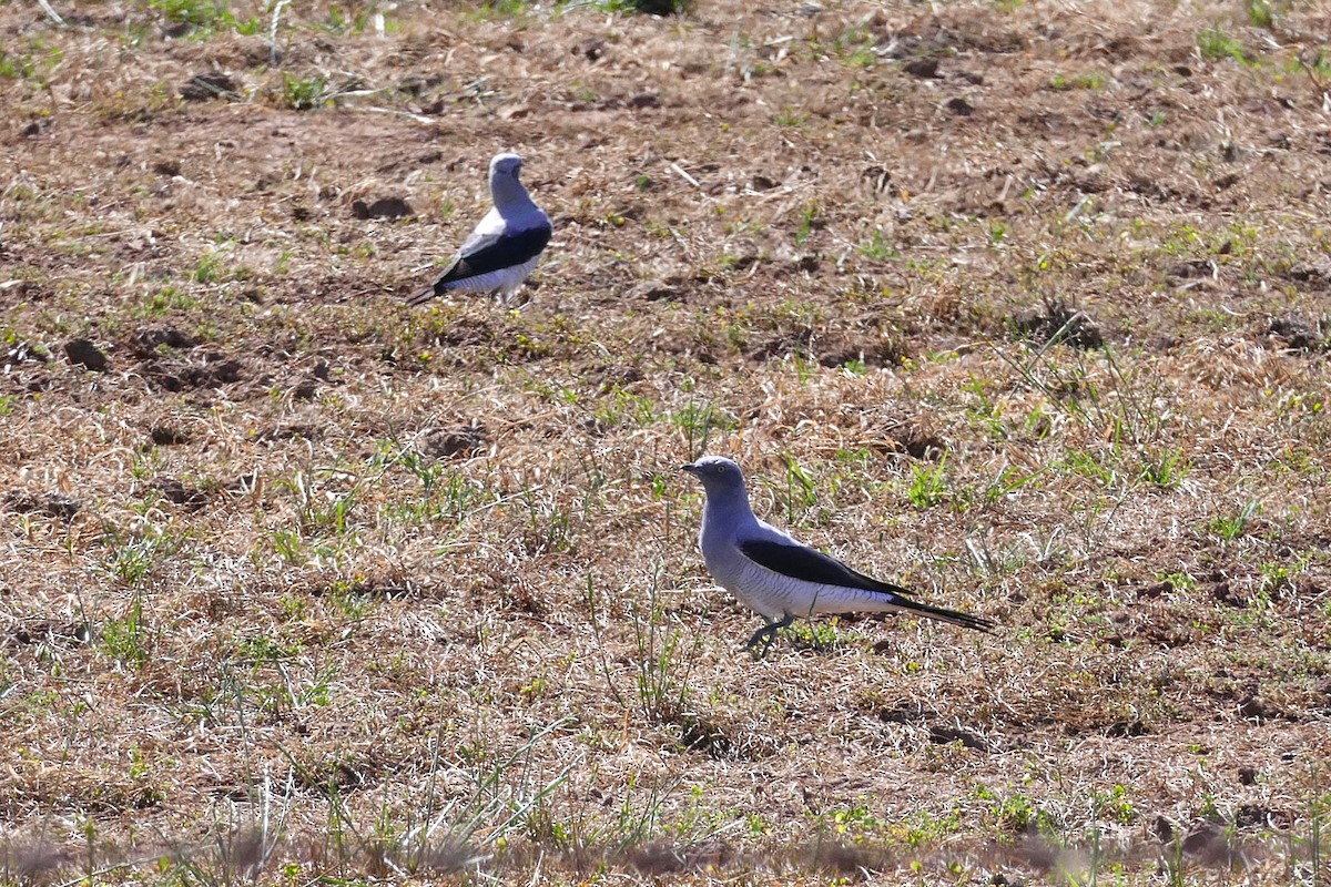Ground Cuckooshrike - ML643342846