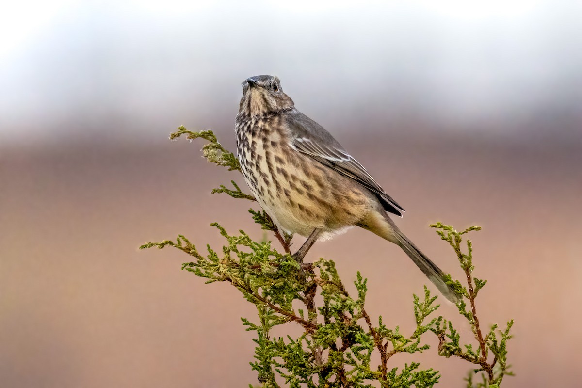 Sage Thrasher - ML643342850