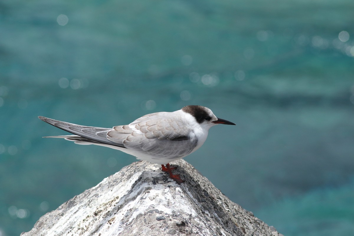 Common Tern - ML643342851