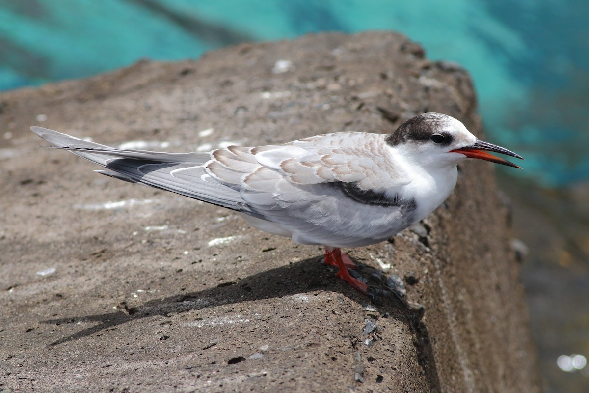 Common Tern - ML643342853