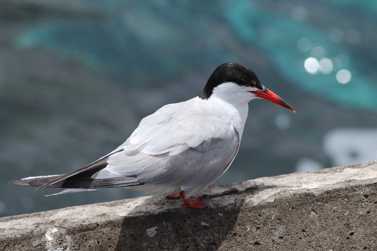 Common Tern - ML643342854