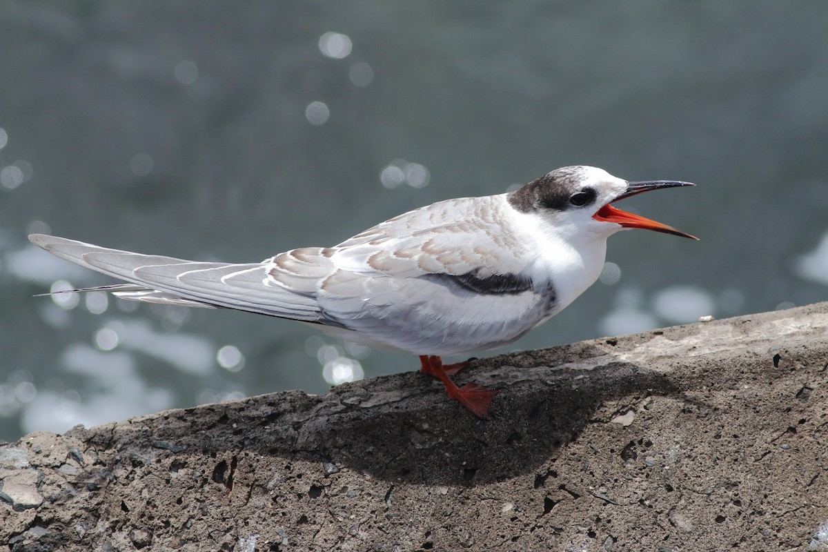 Common Tern - ML643342855