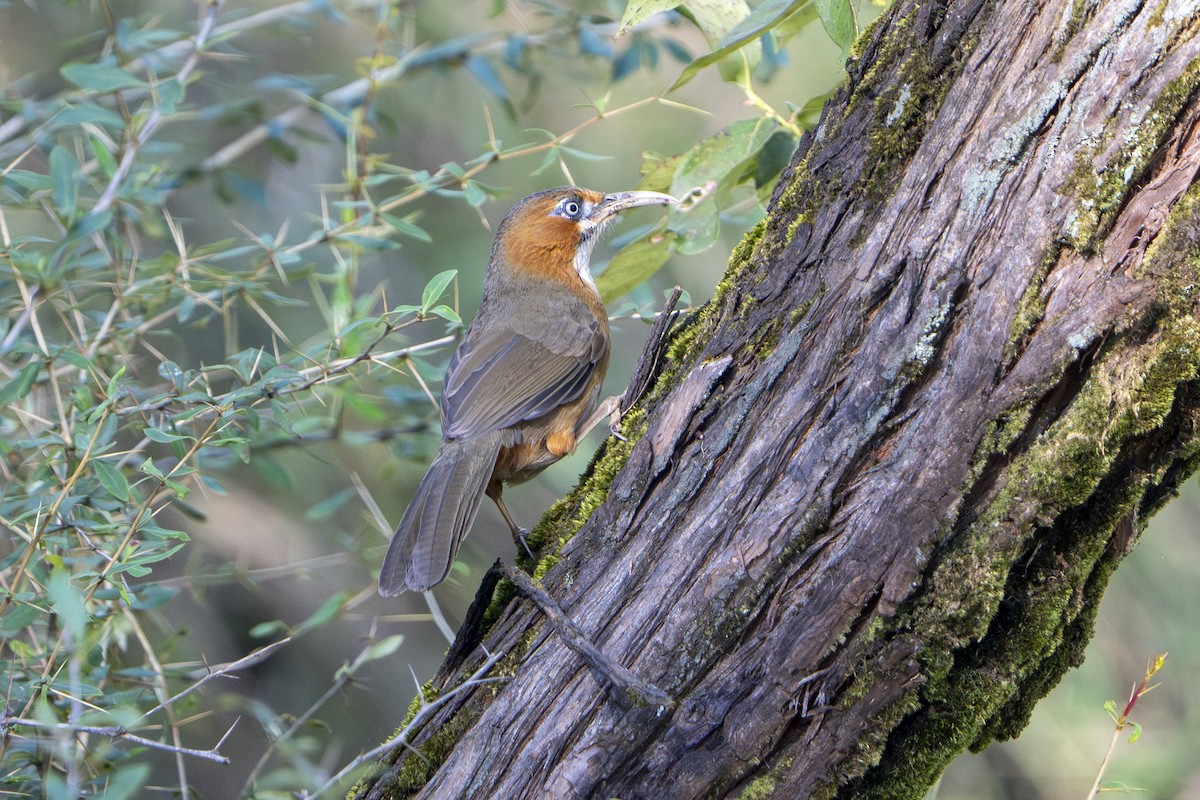 Rusty-cheeked Scimitar-Babbler - ML643342864