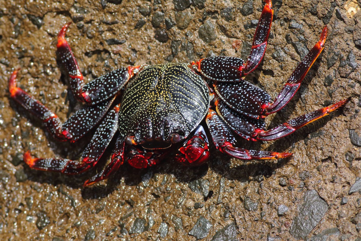 East Atlantic Sally Lightfoot Crab - ML643342867