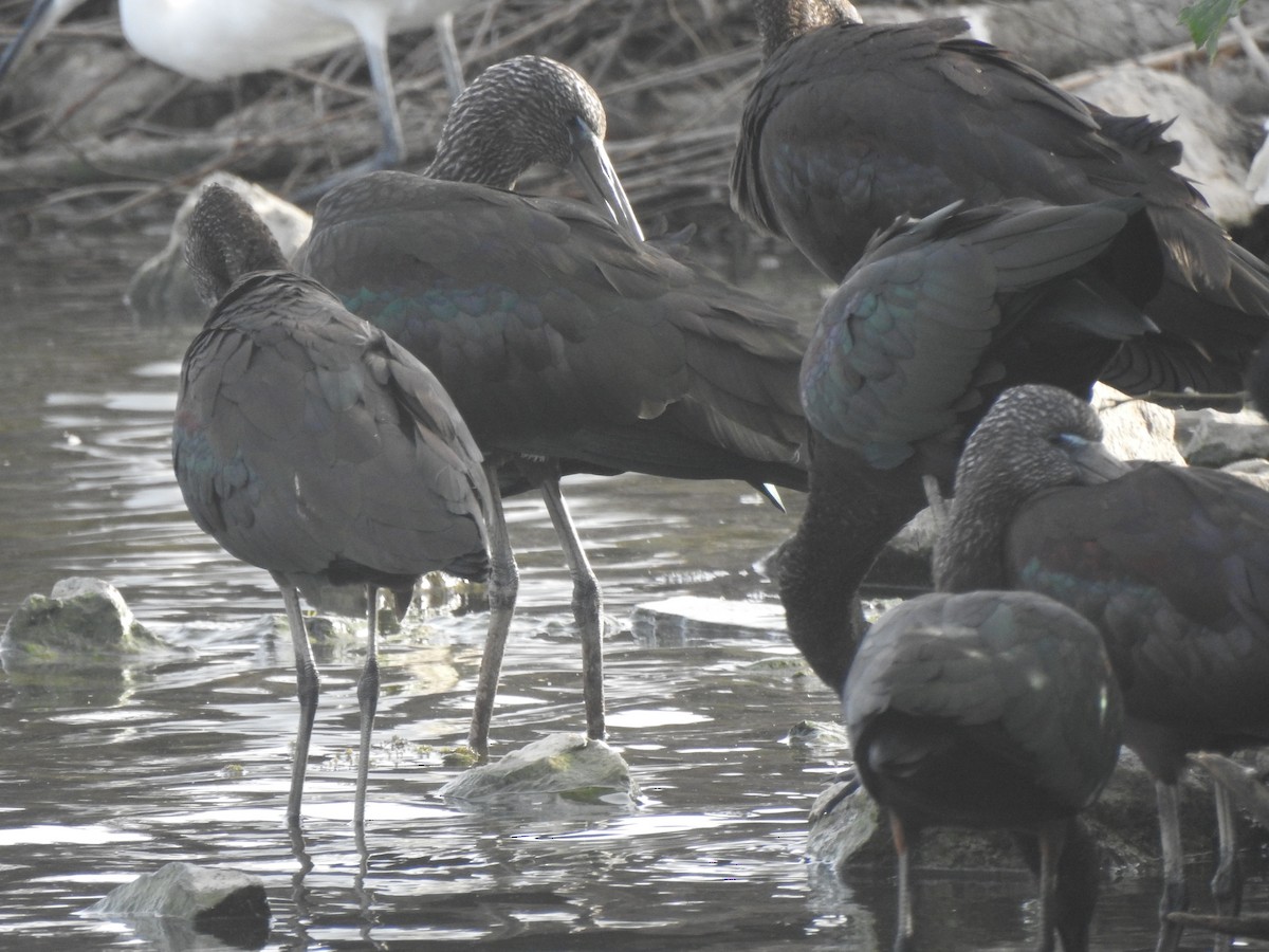 Glossy Ibis - ML643342878