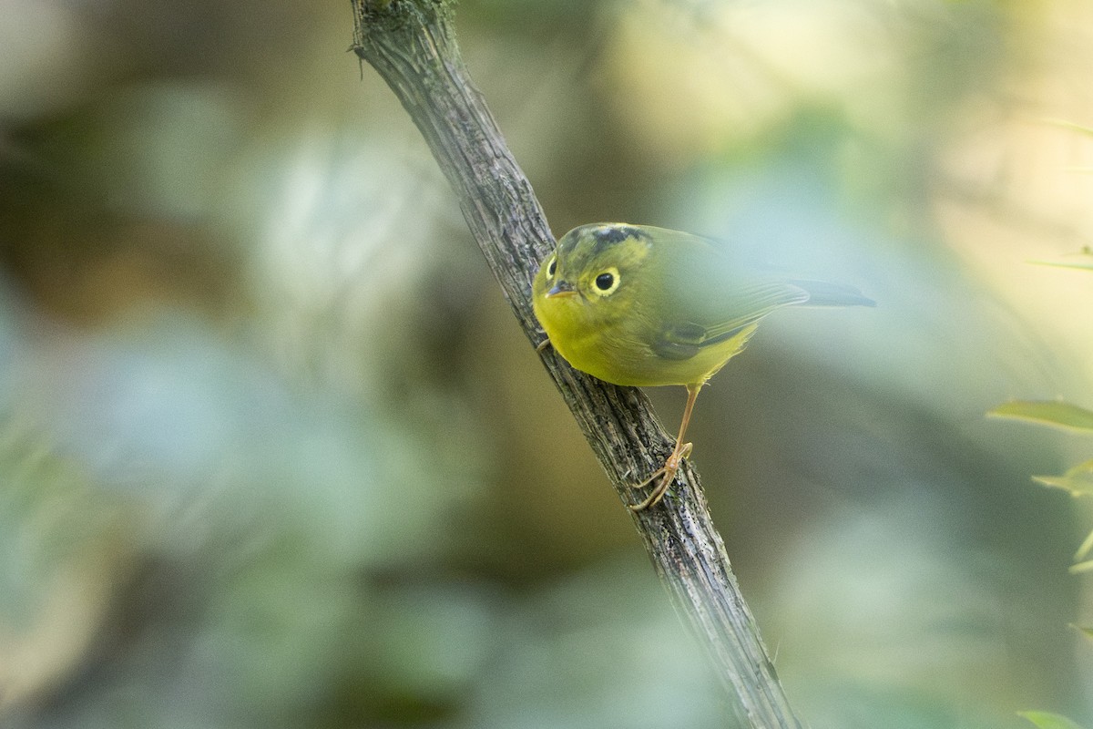 budníček himálajský - ML643342889