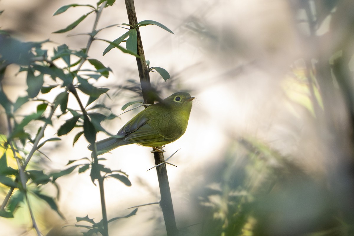 budníček himálajský - ML643342890