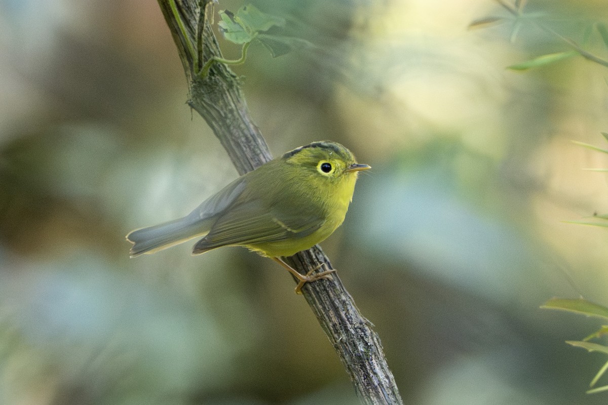 budníček himálajský - ML643342891