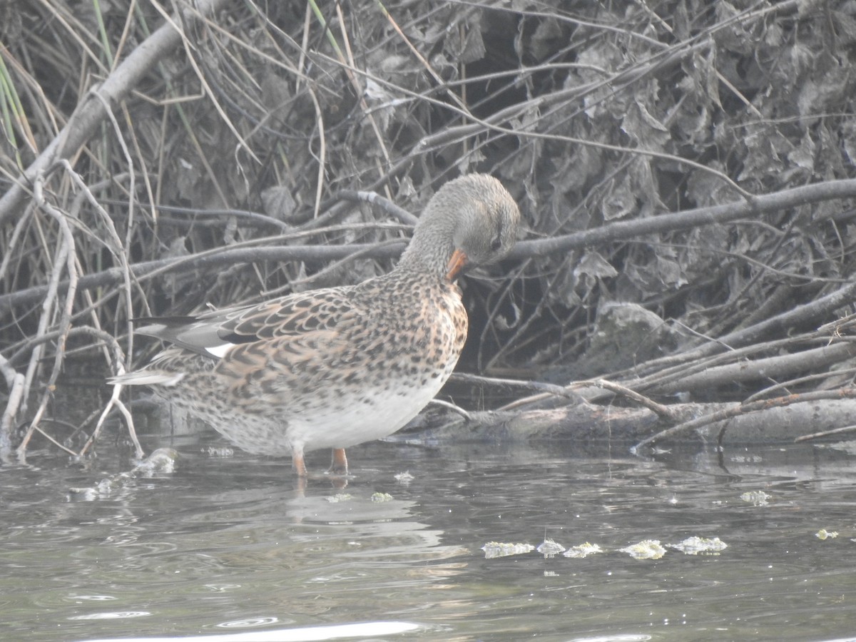 Gadwall - ML643342915