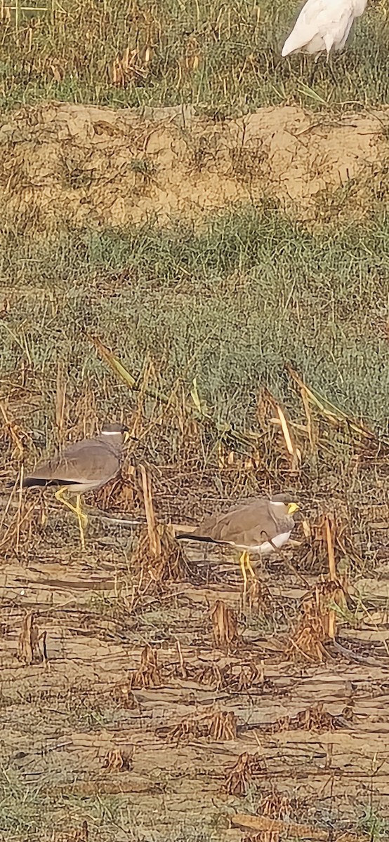 Yellow-wattled Lapwing - ML643342917