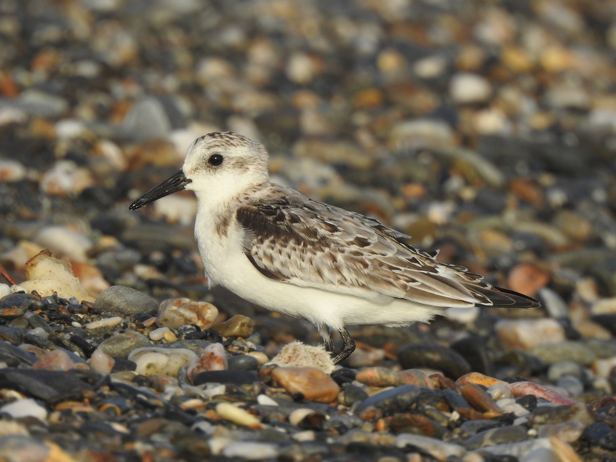 Sanderling - ML643342961
