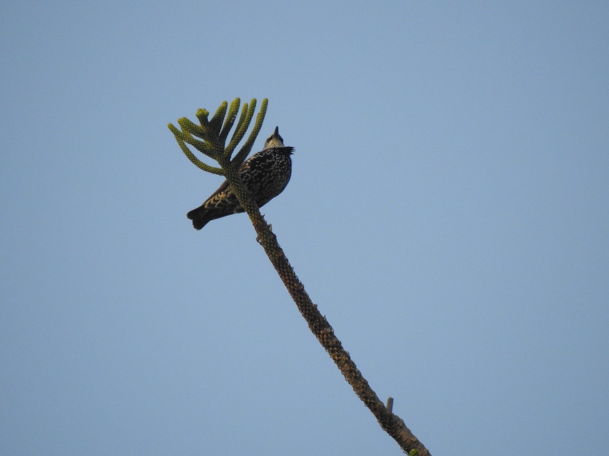European Starling - ML643342988