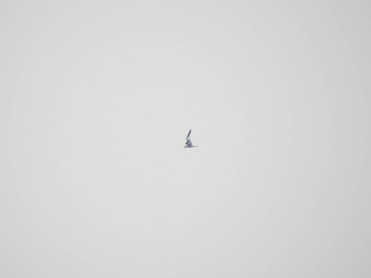 Sandwich Tern - ML643342993