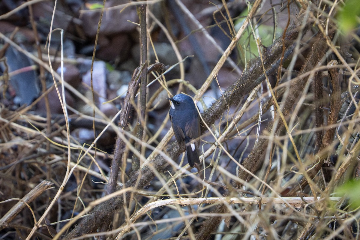 Slaty-blue Flycatcher - ML643343018