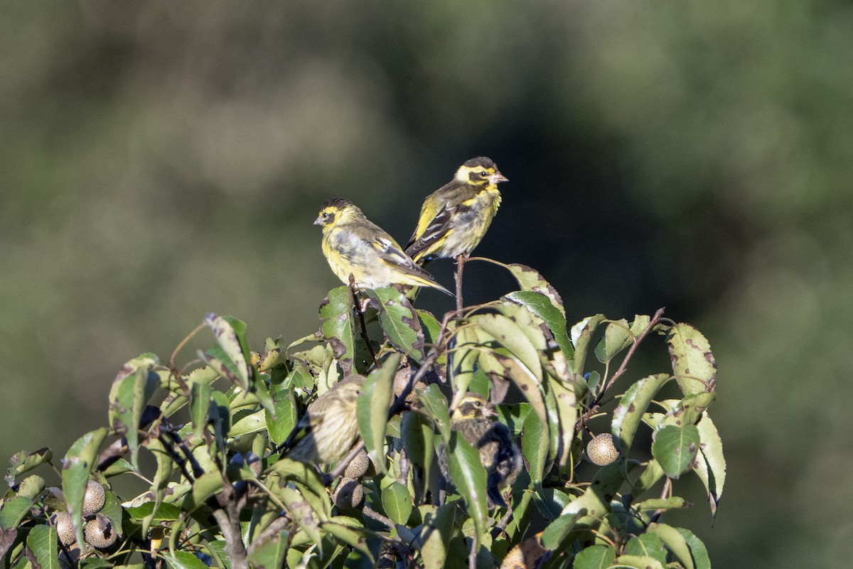 Yellow-breasted Greenfinch - ML643343049