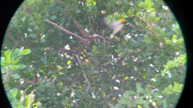 Зелёная древесница - ML643343075