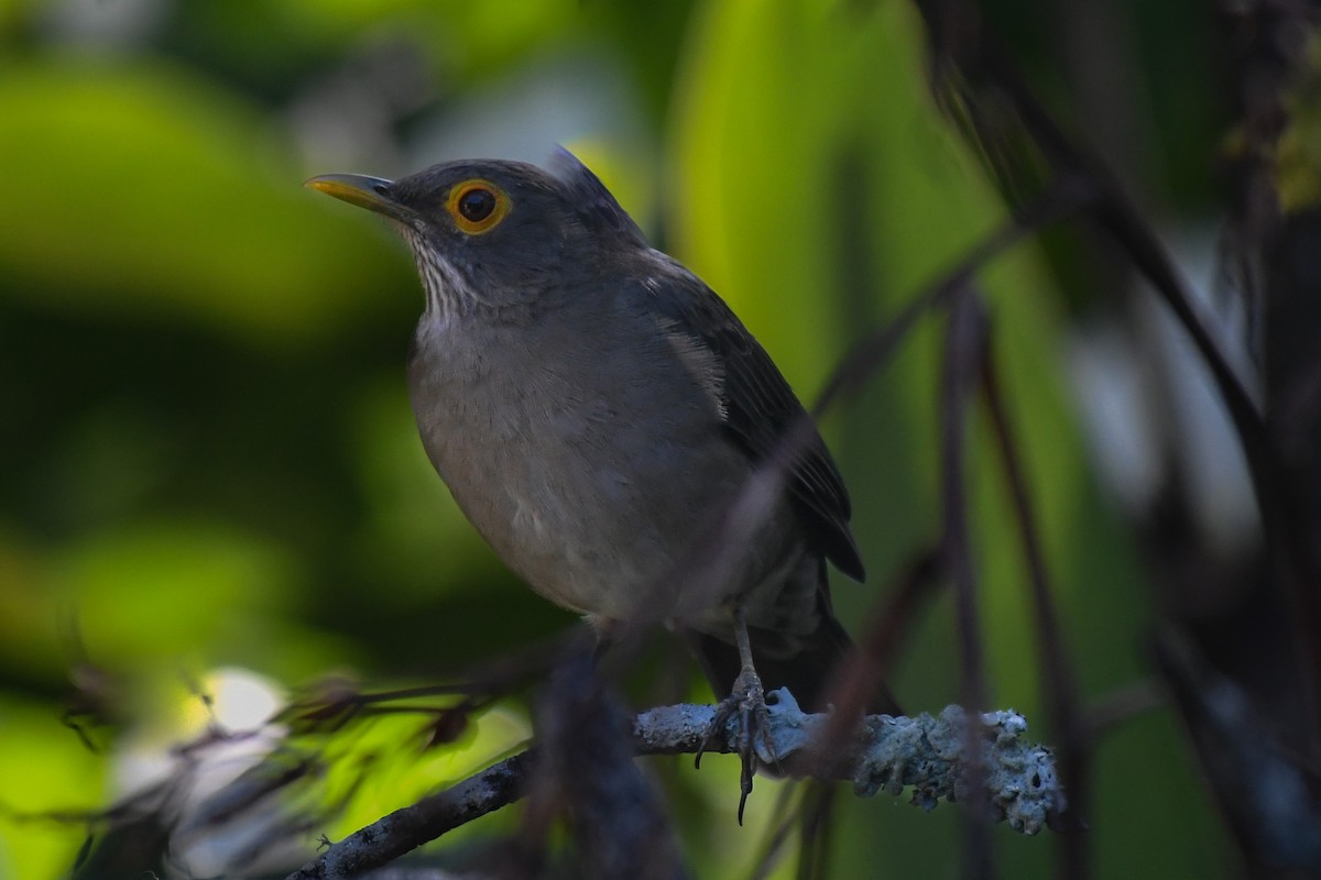 Spectacled Thrush - ML643343079