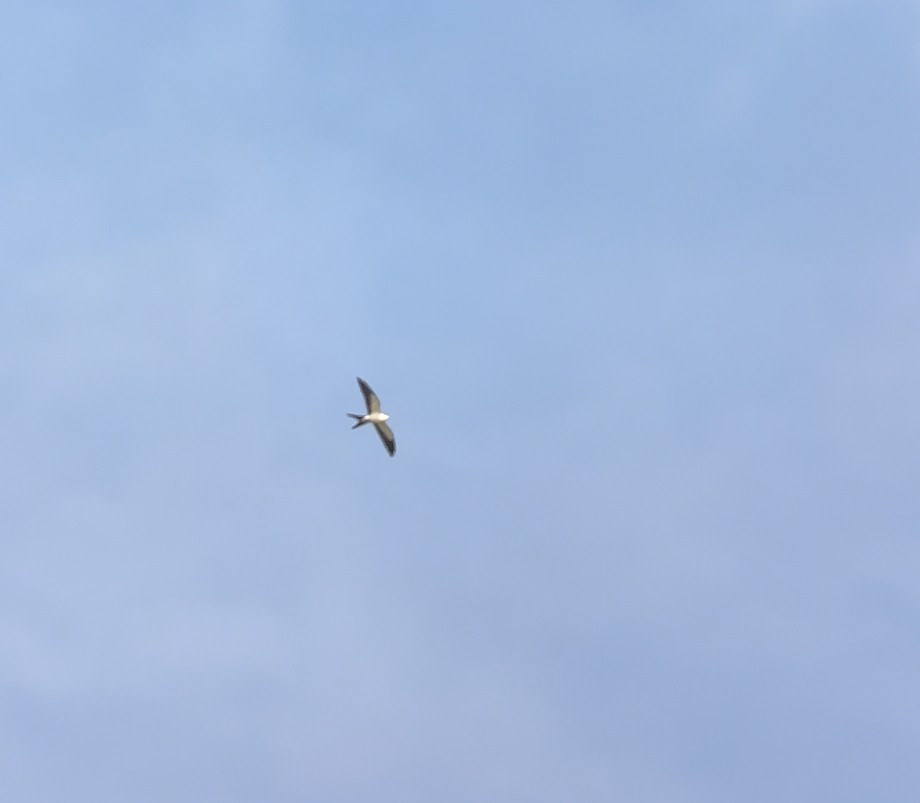 Вилохвостый коршун - ML643343082