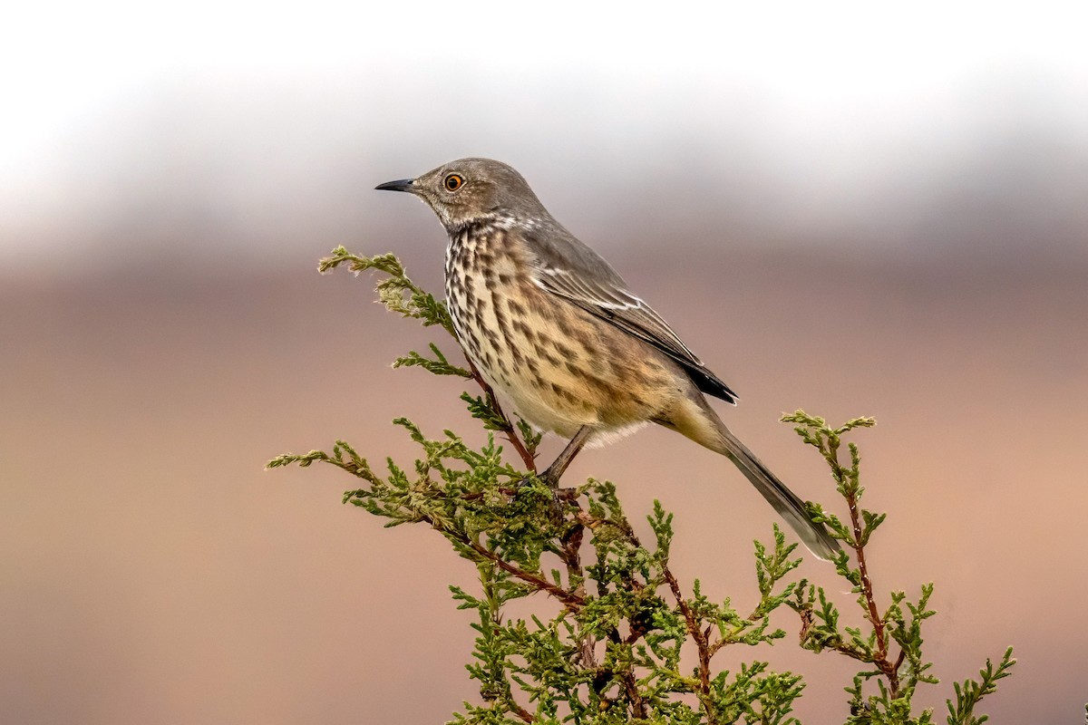 Sage Thrasher - ML643343088