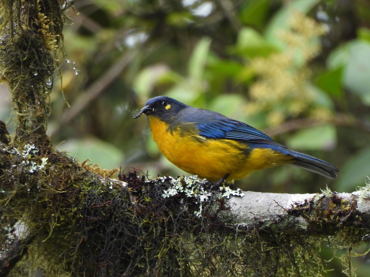 Lacrimose Mountain Tanager - ML643343114