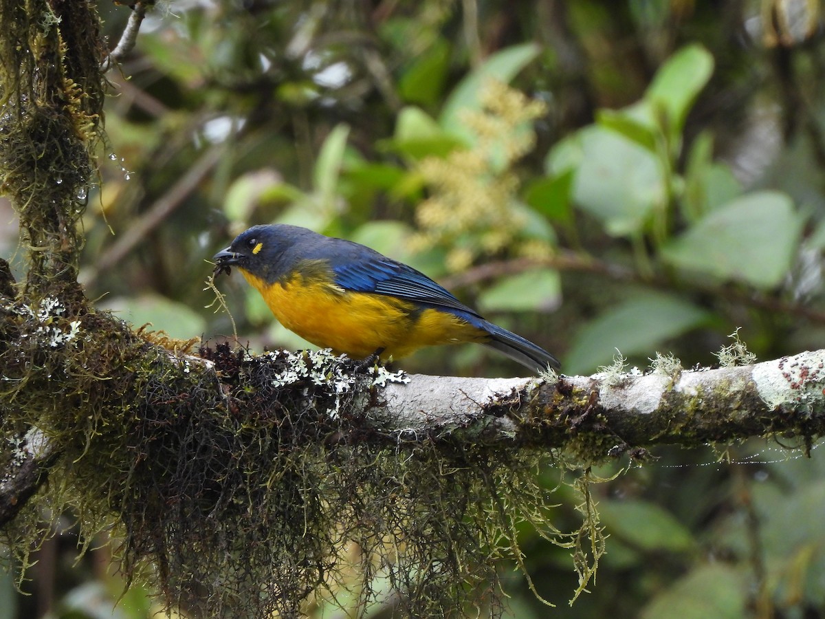 Lacrimose Mountain Tanager - ML643343115