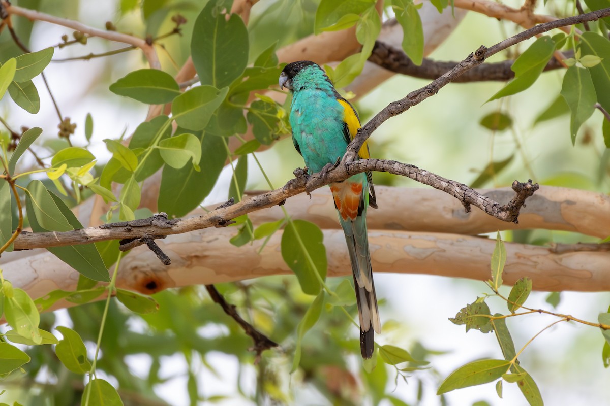 Hooded Parrot - ML643343126