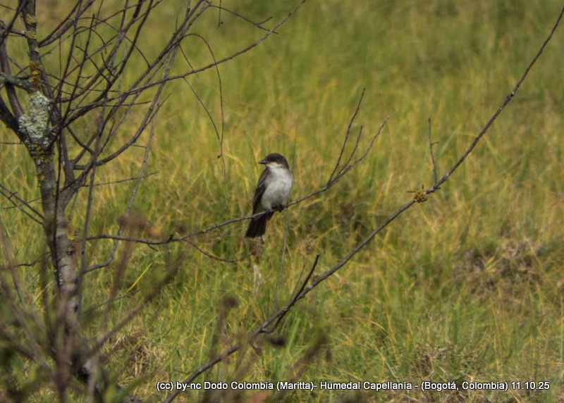Eastern Kingbird - ML643343137