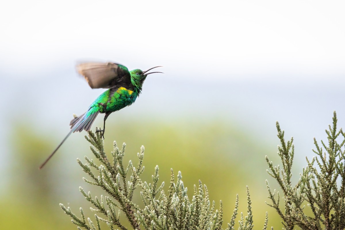 Malachite Sunbird - ML643343146