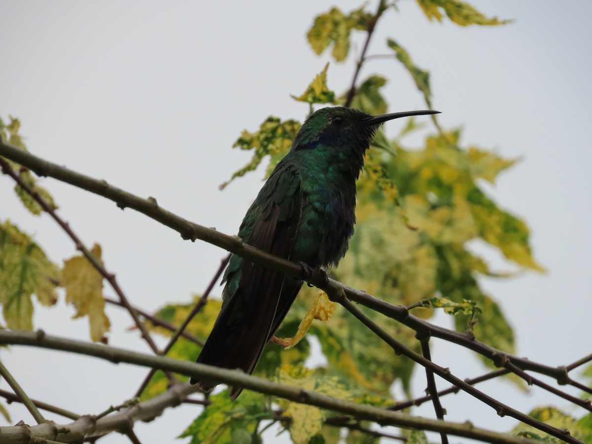 Colibri d'Anaïs - ML643343168