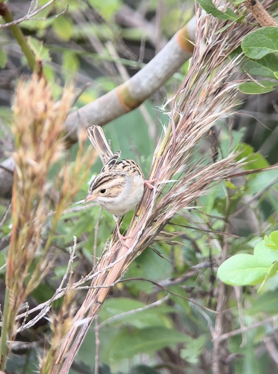 Бледная малая овсянка - ML643343208