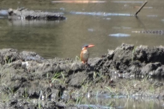 Malachite Kingfisher - ML643343212