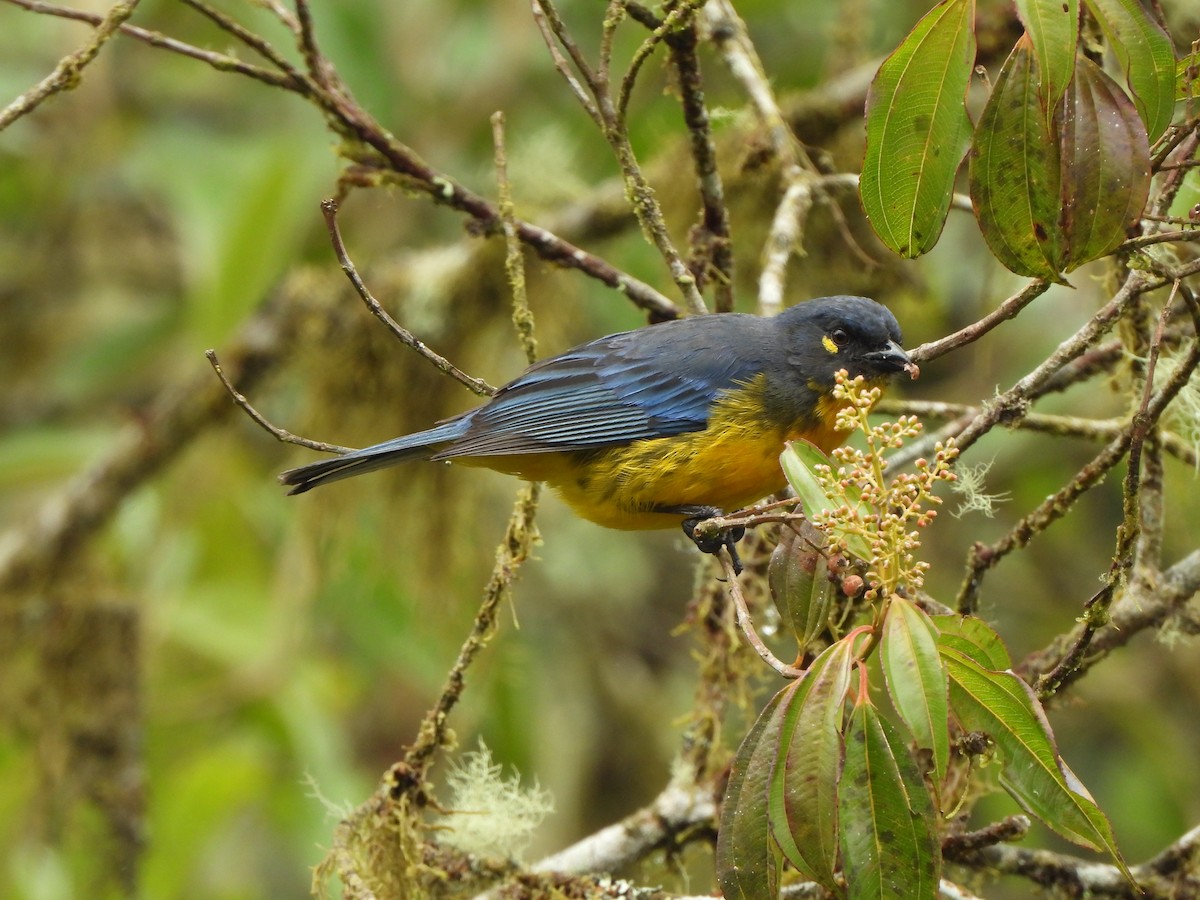 Lacrimose Mountain Tanager - ML643343262