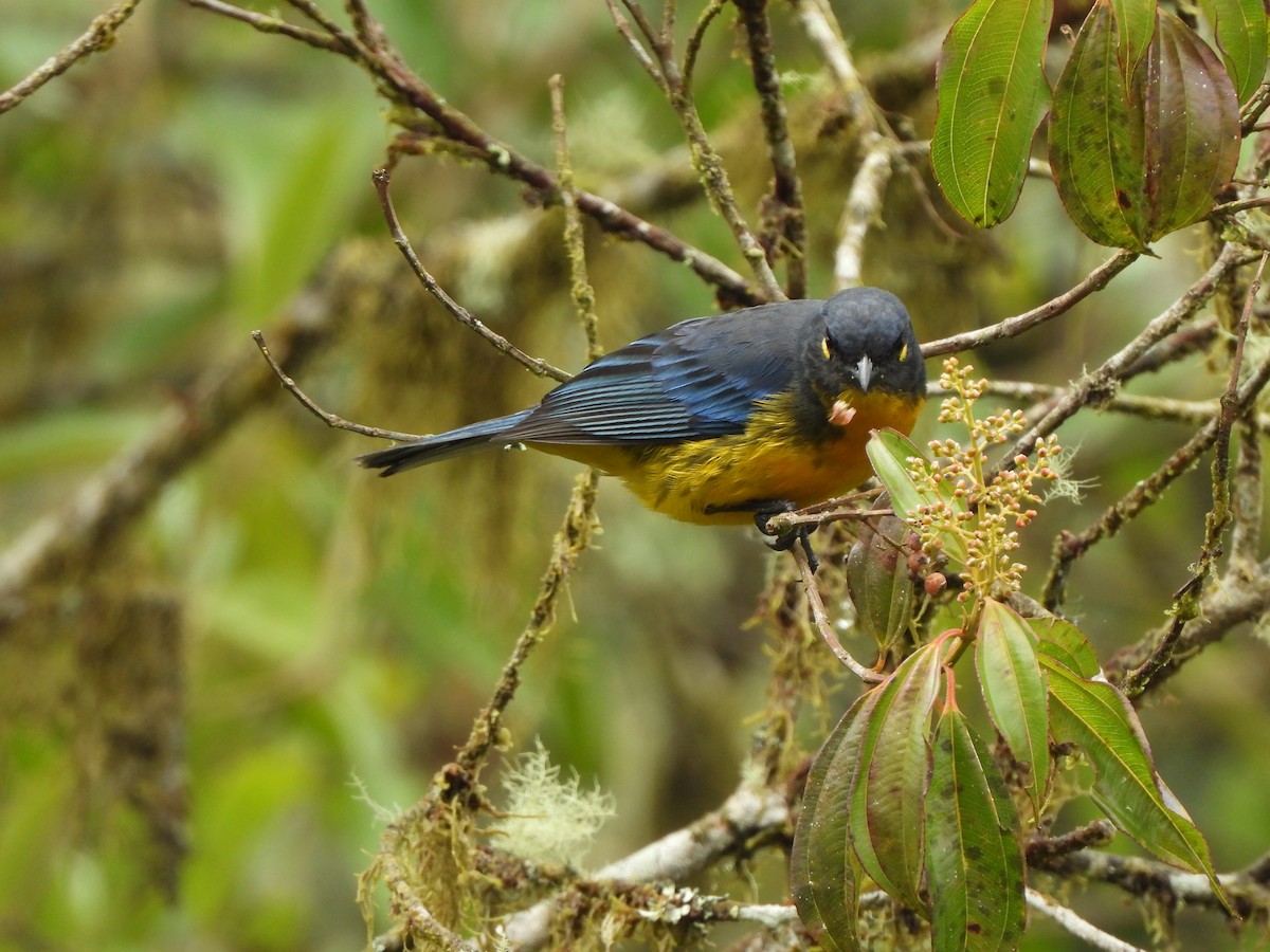 Lacrimose Mountain Tanager - ML643343263