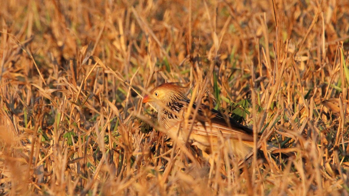 Guira Cuckoo - ML643343271