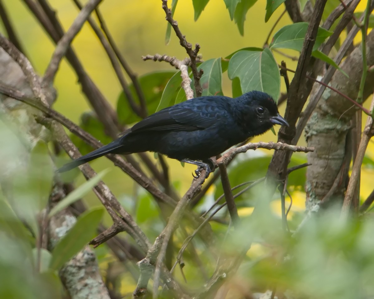 Ruby-crowned Tanager - ML643343308