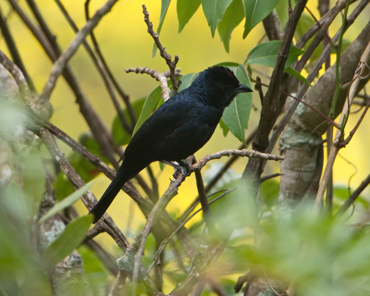 Ruby-crowned Tanager - ML643343309