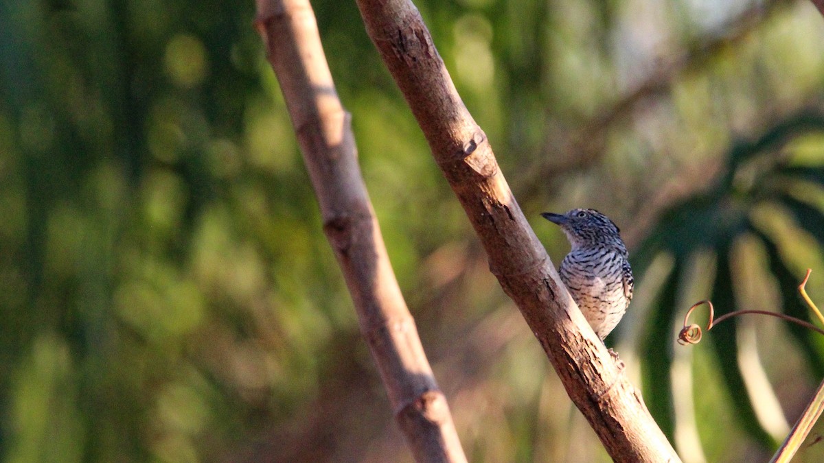 Barred Antshrike - ML643343332
