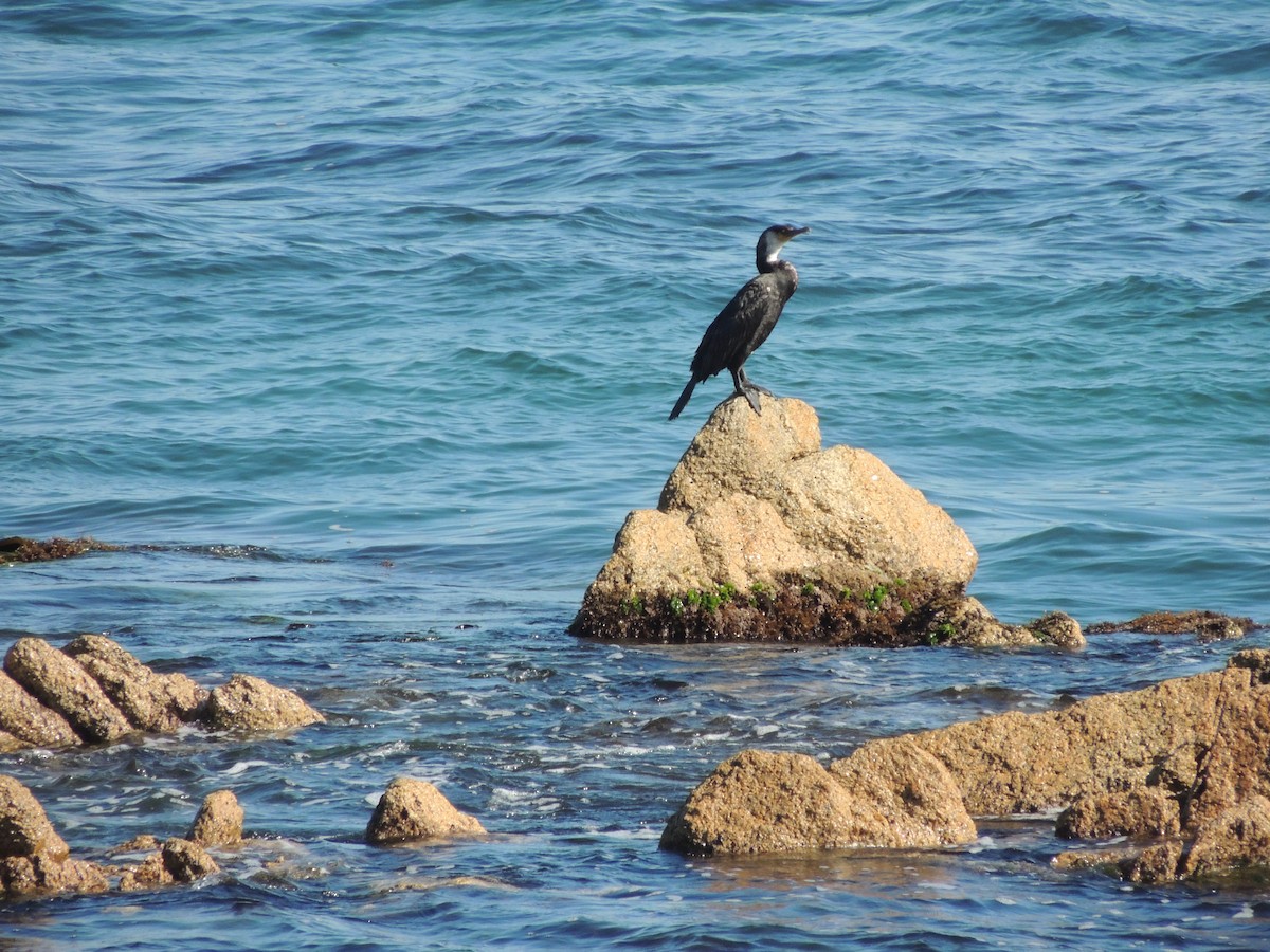 Japanese Cormorant - ML643343336