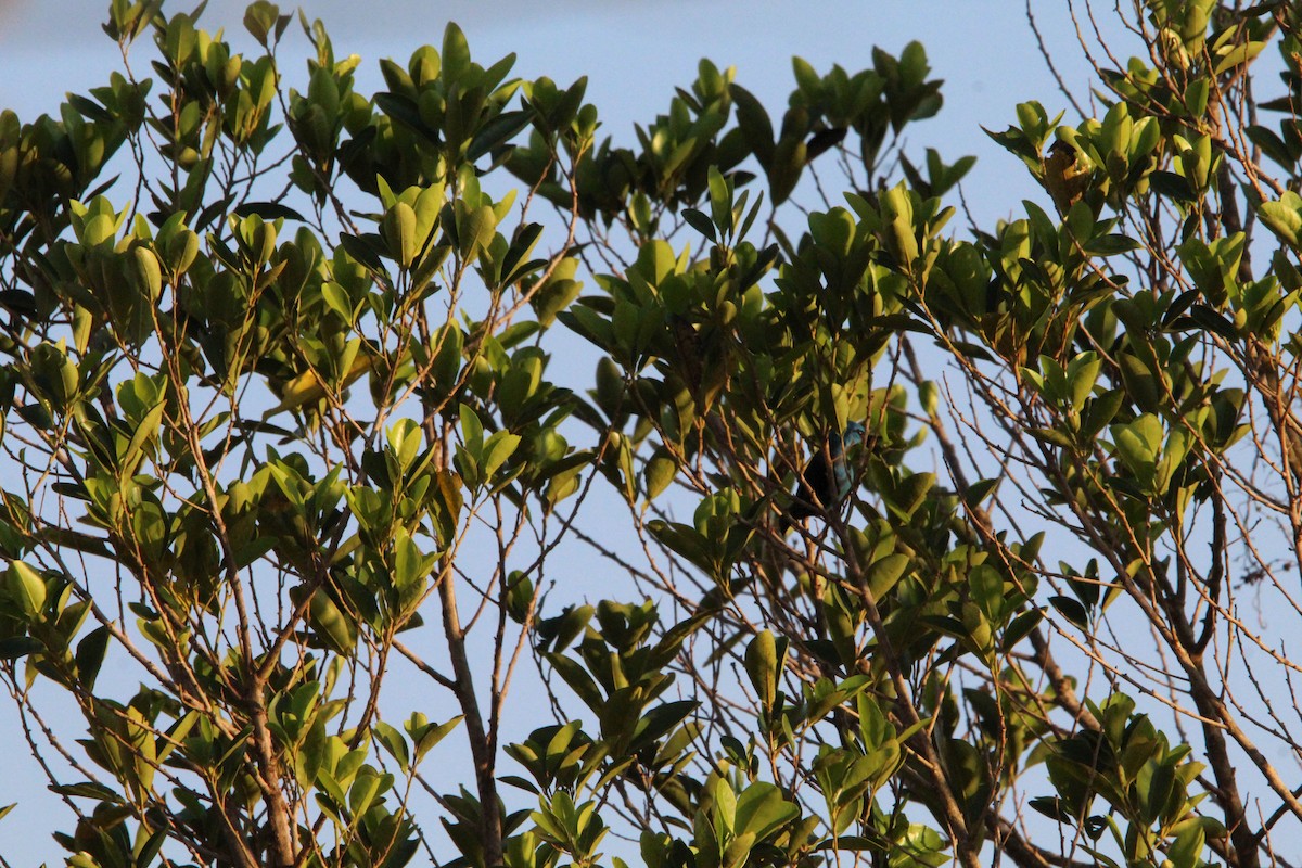 Blue Dacnis - ML643343362