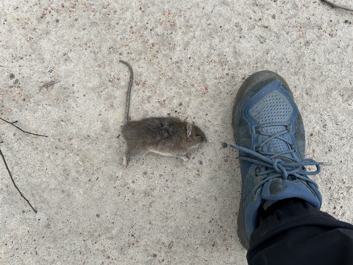 יונקים - ML643343367