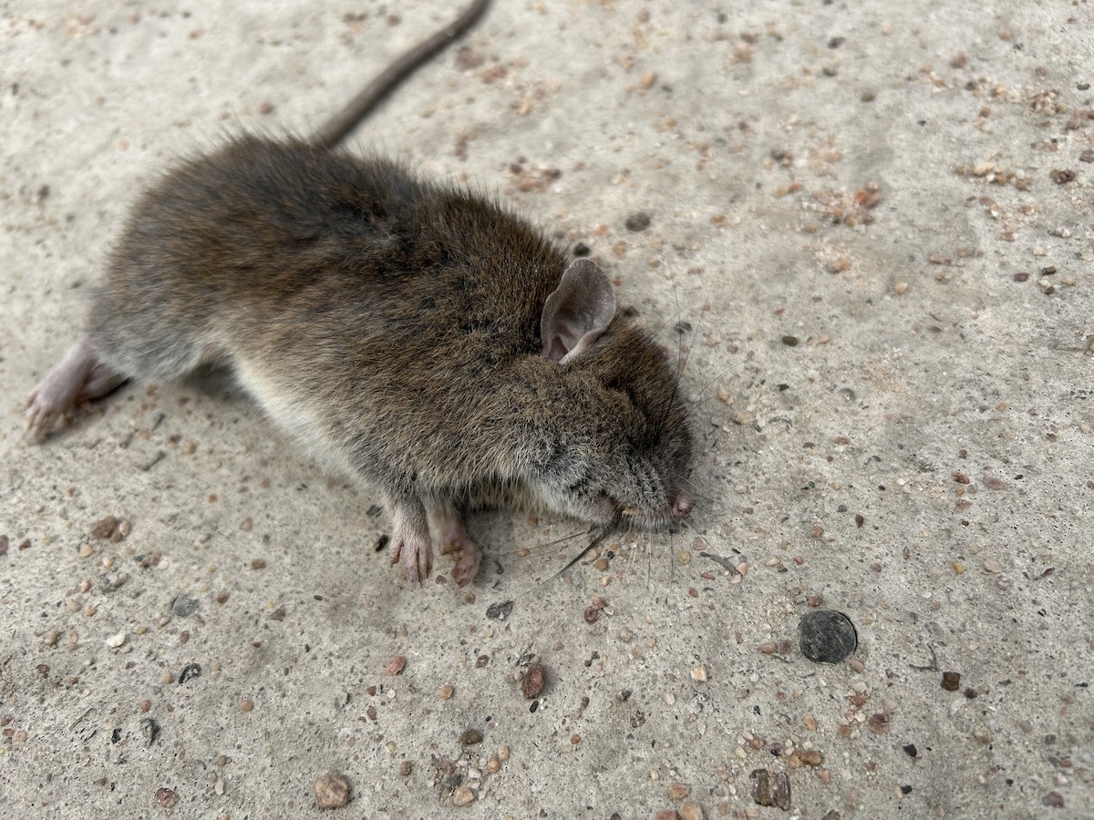 יונקים - ML643343368