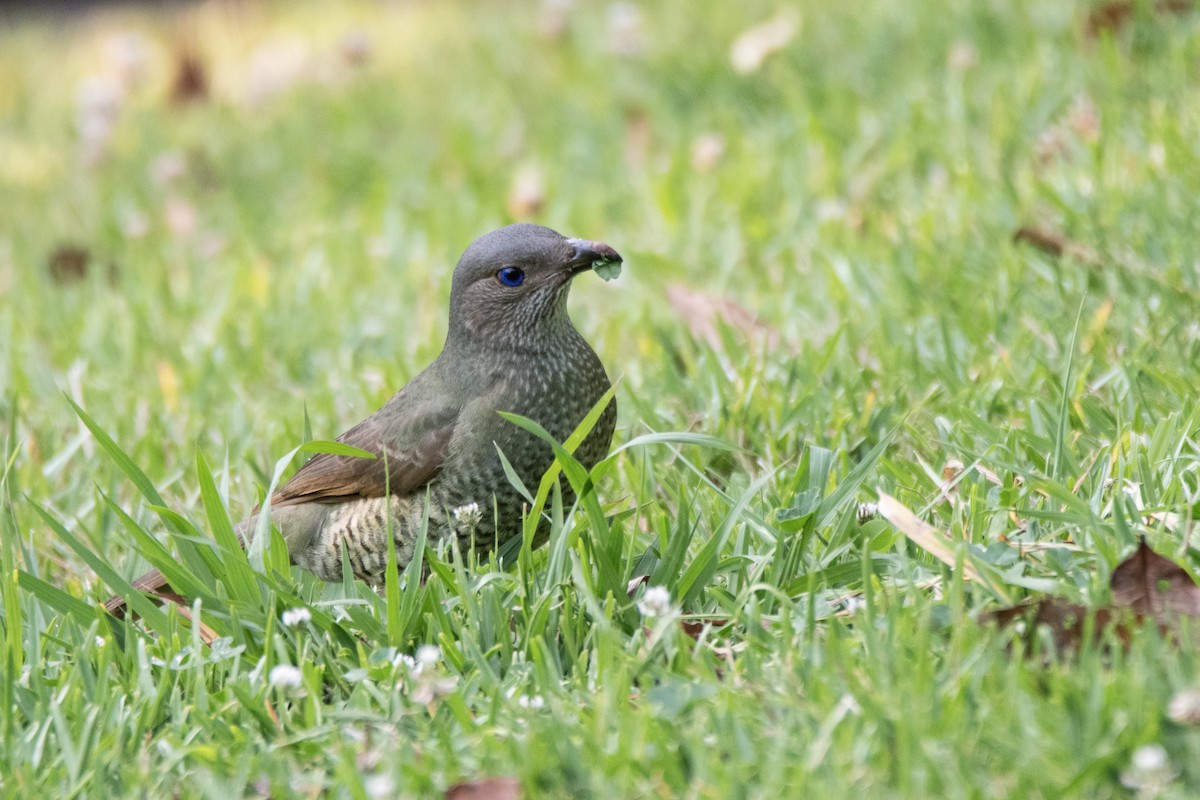 Satin Bowerbird - ML643343404