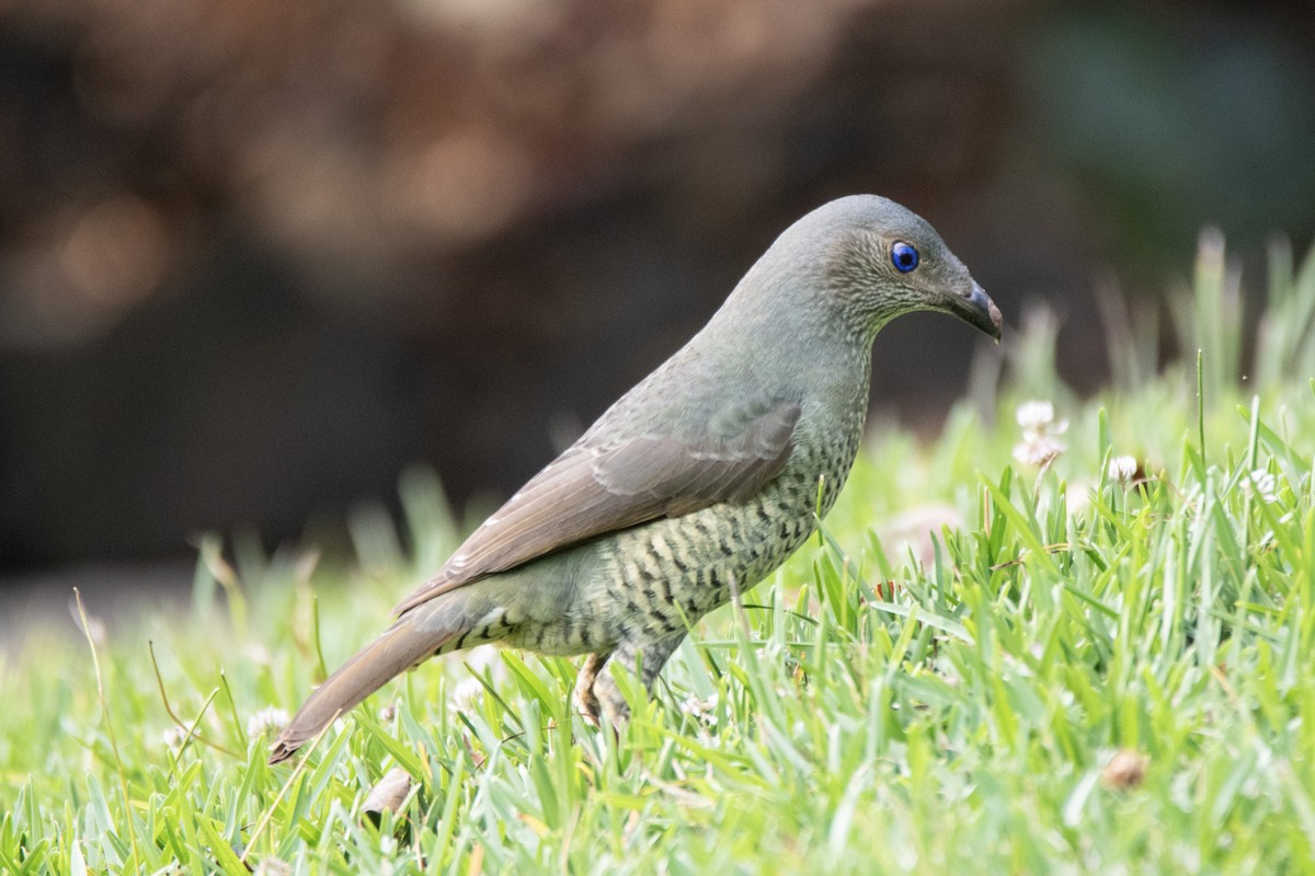 Satin Bowerbird - ML643343419