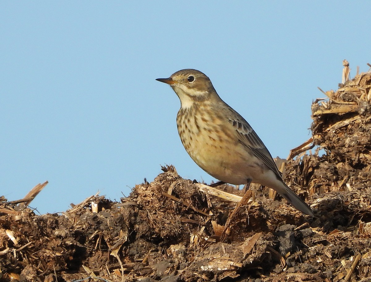 linduška tundrová - ML643343427