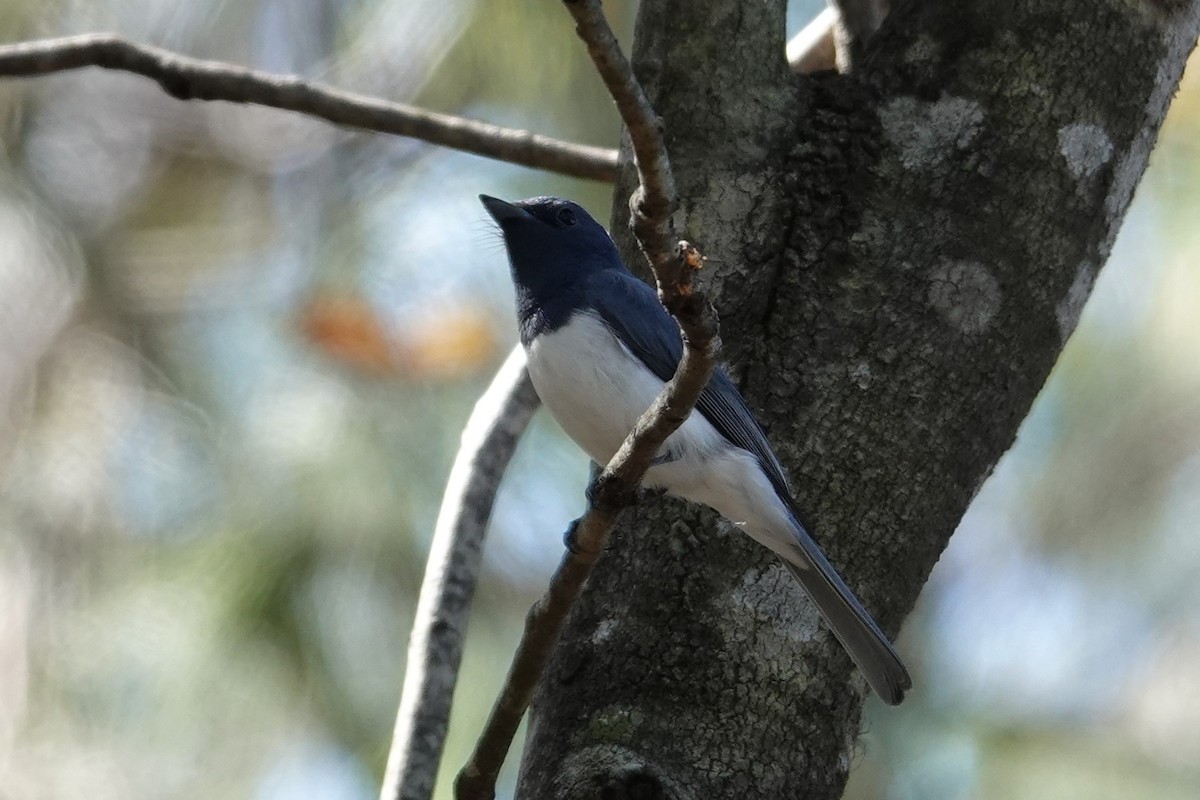 Leaden Flycatcher - ML643343439